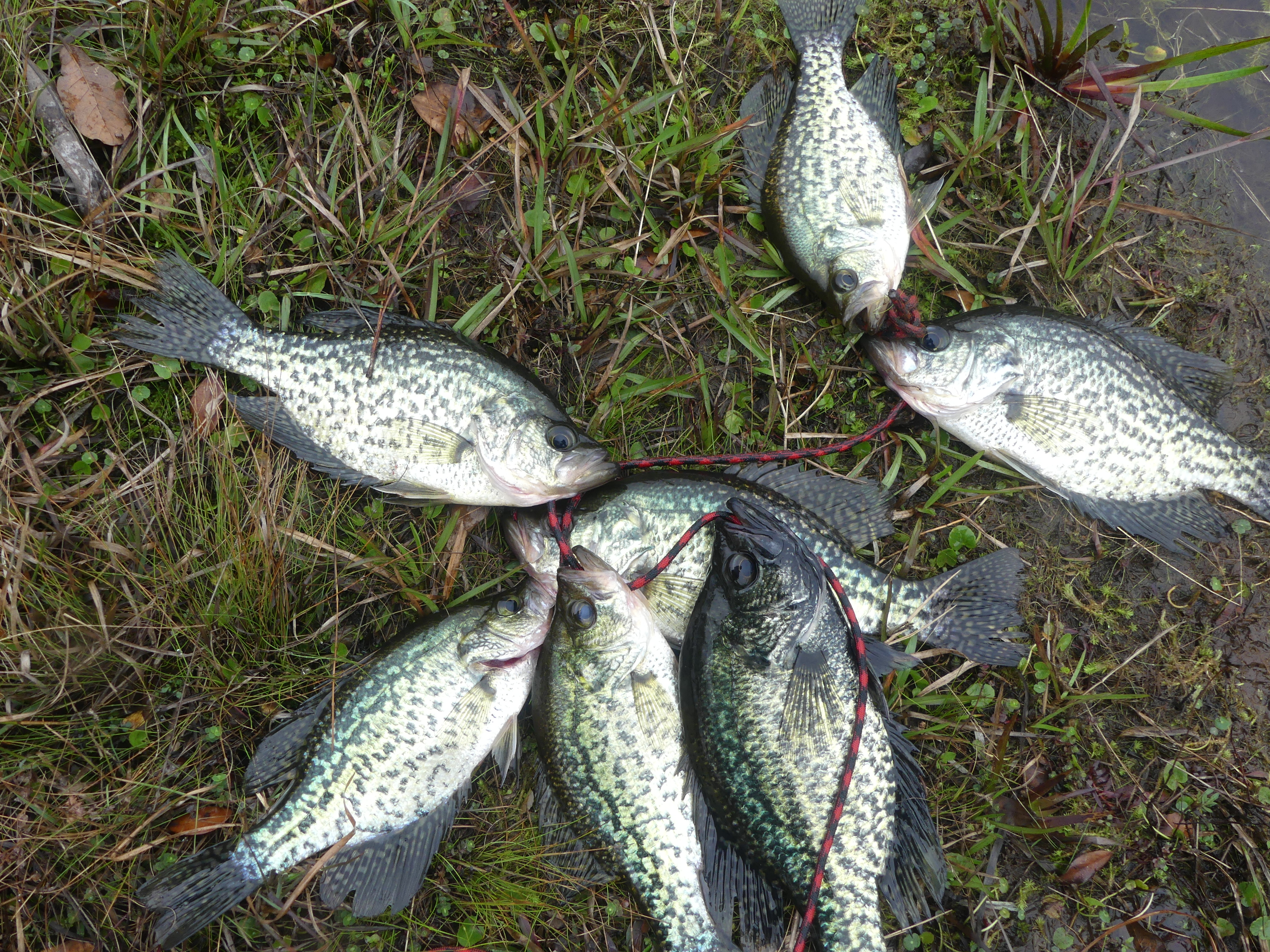 Fly Fishing Crappie